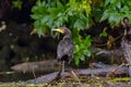 Cormorant also known as Cormoran or Phalacrocoracidae waiting for a catch in the Danube Delta, Romania