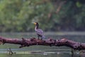 Cormorant also known as Cormoran or Phalacrocoracidae waiting for a catch in the Danube Delta, Romania