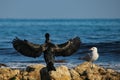 Cormorant anda seagull on breakwater rocks