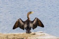 Cormorant basking in the sun, California Royalty Free Stock Photo