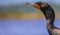 Cormorant Basking Royalty Free Stock Photo