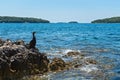 Cormorant on the beach in Istria Royalty Free Stock Photo