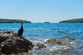 Cormorant on the beach in Istria Royalty Free Stock Photo