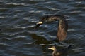 Cormorant - beautiful black swimmer and hunter Royalty Free Stock Photo