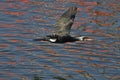 Cormorant - beautiful swimmer and hunter Royalty Free Stock Photo