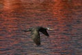 Cormorant - beautiful swimmer and hunter Royalty Free Stock Photo