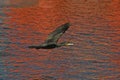 Cormorant - beautiful swimmer and hunter Royalty Free Stock Photo