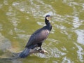 cormorant big bird beautiful black fisherman swimmer