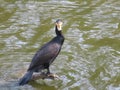 cormorant big bird beautiful black fisherman swimmer