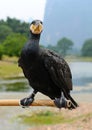 Cormorant bird