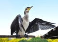 Cormorant bird