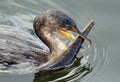 Cormorant bird with Alligator Gar Fish Royalty Free Stock Photo