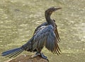 Cormorant bird basking near waterbody of forest. Royalty Free Stock Photo