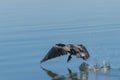 Cormorant bird