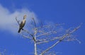 Cormorant bird dead tree sky Everglades Florida Royalty Free Stock Photo