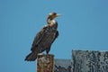 Cormorant bird in Florida Royalty Free Stock Photo
