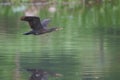 Cormorant bird flying above the water surface