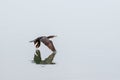 Cormorant bird flying low and perfectly reflected in flat water. Royalty Free Stock Photo