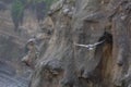 Cormorant Bird flying along the cliffs over the Pacific Ocean La Jolla Beach, San Diego, California Royalty Free Stock Photo