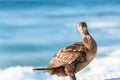 Cormorant Bird Head Eyes Stare Ocean