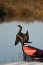 Cormorant bird by a lake