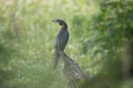 Cormorant bird patiently sitting on a tree branch Royalty Free Stock Photo