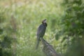 Cormorant bird patiently sitting on a tree branch Royalty Free Stock Photo
