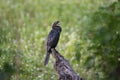 Cormorant bird patiently sitting on a tree branch Royalty Free Stock Photo