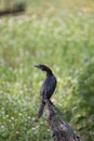 Cormorant bird patiently sitting on a tree branch Royalty Free Stock Photo