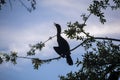 Cormorant Bird Perches In A Tree
