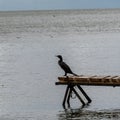 Cormorant bird sitting on the and of the dock