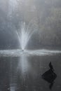 A cormorant bird sitting on a stone in a lake Royalty Free Stock Photo