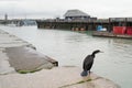 A cormorant bird stands in Ramsgate, Royal Harbour