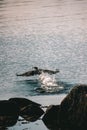 Cormorant bird taking off in a rocky coast Royalty Free Stock Photo