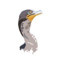 Cormorant, Florida Everglades National Park Wildlife - Detailed and Realistic Digital Illustration