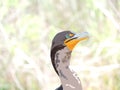 Cormorant, Florida Everglades National Park Wildlife - Detailed and Realistic Digital Illustration on Naturalistic Background