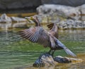 Cormorant bird Royalty Free Stock Photo