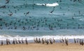 Cormorant birds on a beach in Musandam Royalty Free Stock Photo