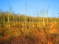 Cormorant birds in dead trees, Lithuania