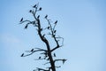 Cormorant birds on a dry tree Royalty Free Stock Photo