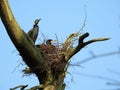 Cormorant birds on old tree branch, Lithuania