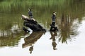 Cormorant Birds and Reflections on River Water Surface Royalty Free Stock Photo