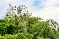 Lots of cormorant birds on trees and bushes in Uganda. Cormorant birds sitting on riparian vegetation near River Nile, Uganda