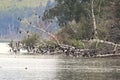Cormorant birds roosting on a fallen tree over water