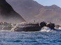 Cormorant birds waiting on ocean cliffs in South African Seal Bay