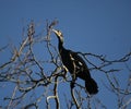 Cormorant in blue skies Royalty Free Stock Photo