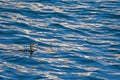 Cormorant in blue waters