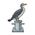 cormorant on bollard color sketch vector