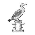 cormorant on bollard sketch vector illustration