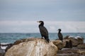 Cormorant on breakwater rock